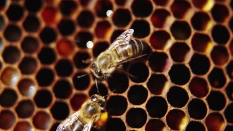 abejas en una colmena en un panal de miel