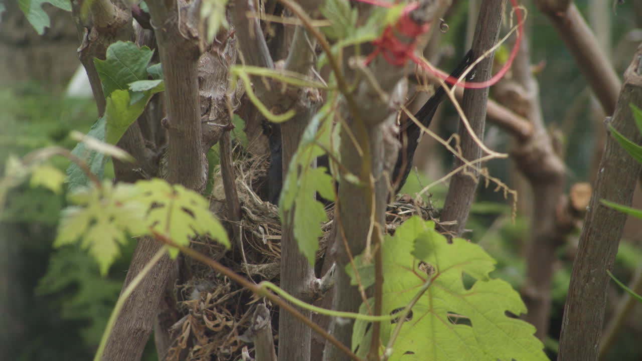 나뭇가지와 잎을 통해 보이는 둥지 주위를 이동하는 블랙버드