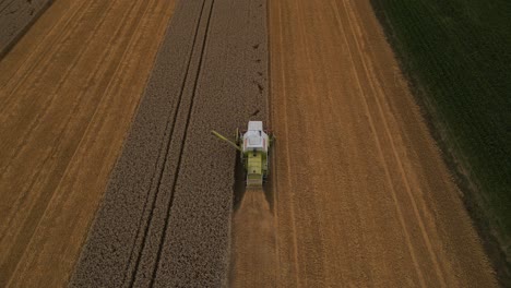 following a combine harvester harvesting fields of wheat crops