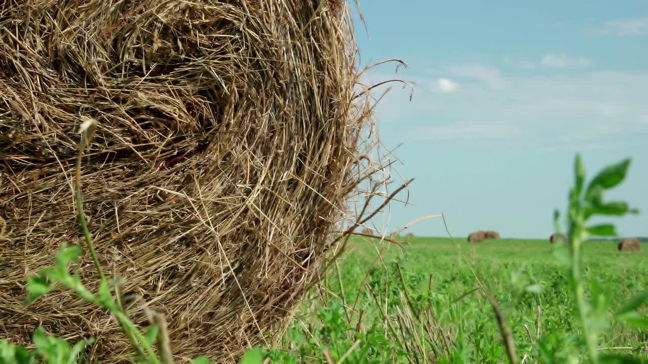 concepto de agricultura. balas de heno en un prado. campo rural en verano con balas de heno. vista de bajo ángulo