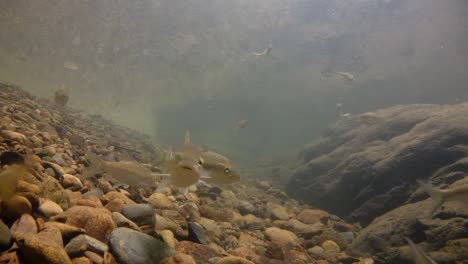 kaeng krachan national park is home to a lot of fantastic wild animals and the streams are life source of fresh water for animals to drink and for fish to swim around