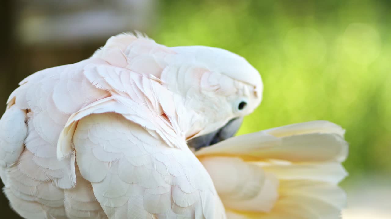 koh samui, en el país de tailandia