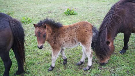 young shetland foal learning to walk around parents