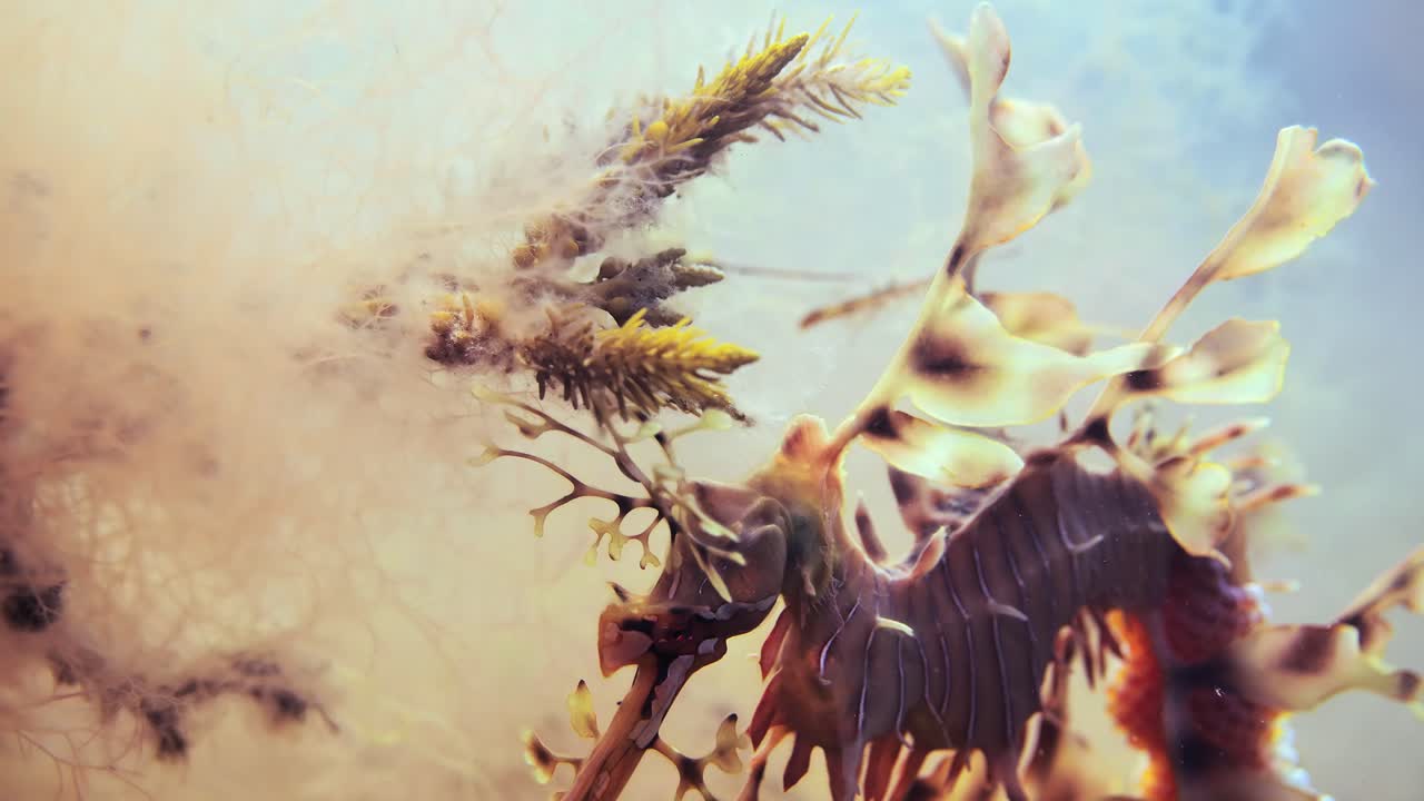 海龍的葉子與雞蛋 (macro close-ups 4k 慢動作)