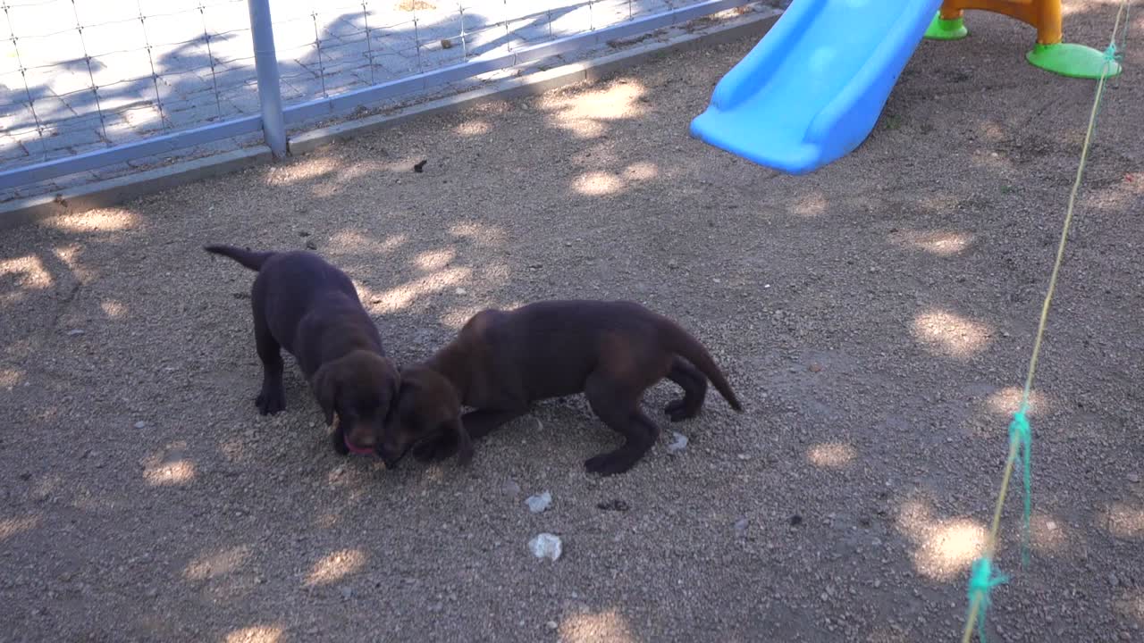 Two purebred labrador retriever puppies playing with a toy ball