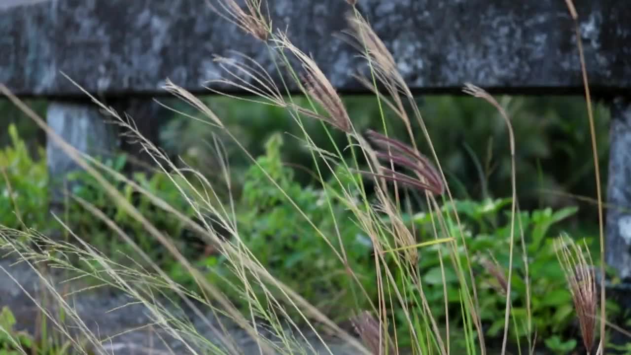 un video increíble de una hermosa hierba moviéndose con el viento