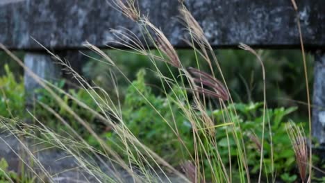 an amazing video of a beautiful grass moving with the wind