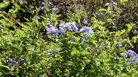 a vibrant display of blue flowers in a sunny garden