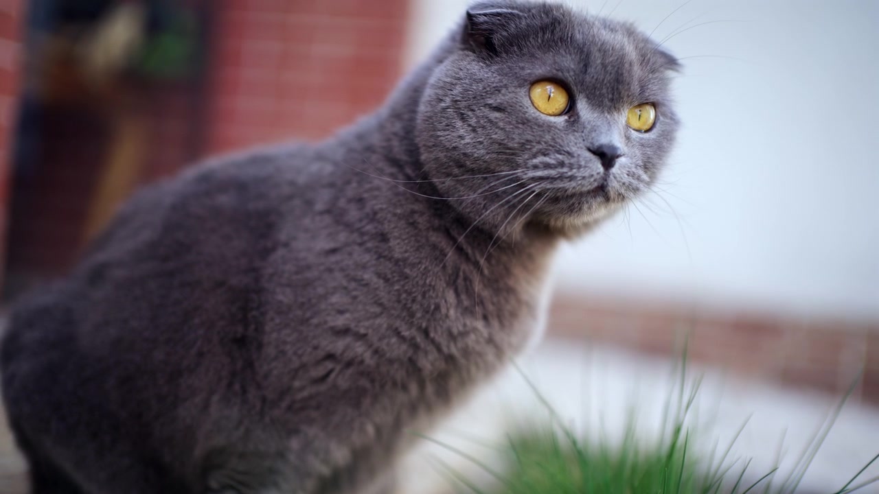 Primo piano laterale di un gatto grigio soffice che mangia erba verde fresca all'aperto.