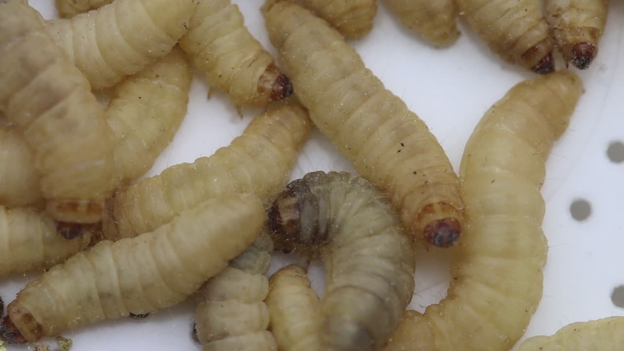 Closeup of Waxworms or Waxgrubs, the larvae of the Wax Moth