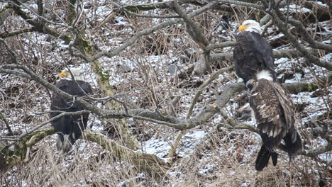 Eine-Gruppe-Weißkopfseeadler-Sitzt-Während-Eines-Winterschneesturms-In-Den-Denkerlen-Von-Kodiak-Island-Alaska