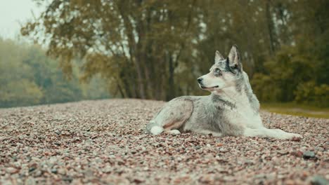 a wolf on the edge of a river in autumn, shot with tracking shot, it rained slightly - film shot