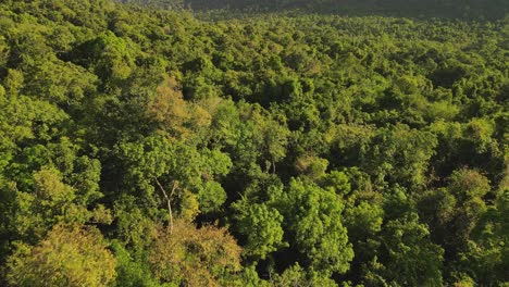 Schnelle-Luftneigung-Direkt-über-Bäumen-Im-Dichten-Regenwald-Auf-Der-Insel-Koh-Chang,-Thailand