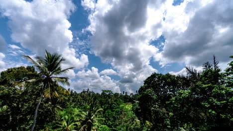timelapse of white clouds moving in blue sky over jungle tree