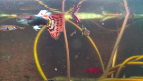 Colorful-group-of-female-betta-fishes-explore-their-fishtank