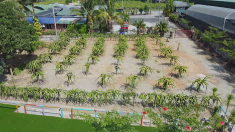 Drone-View-of-a-dragon-fruit-orchard-in-Bagan-Lalang,-Sepang,-Malaysia