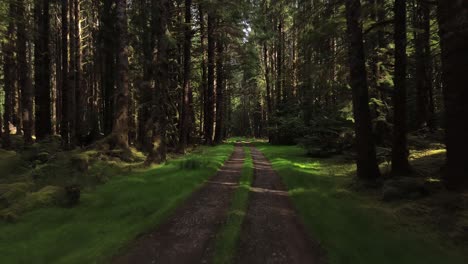 dirt road leading into secret cove forest with a dolly shot, bc, canada