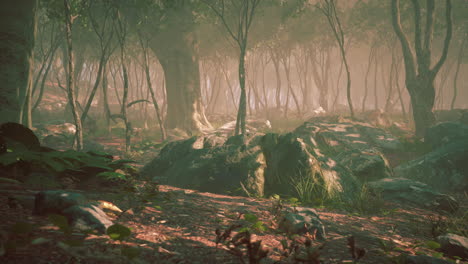 mágico paisaje de bosque oscuro de otoño con rayos de luz cálida