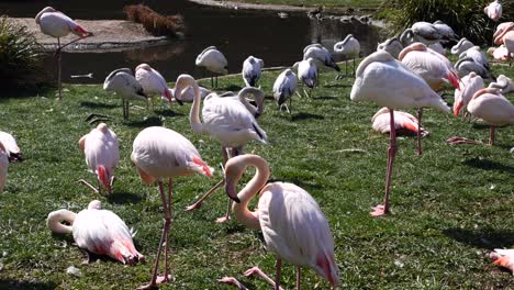 toma en cámara lenta que muestra un grupo de exóticos flamencos descansando al aire libre en un campo de hierba cerca del lago - caluroso día de verano en el zoológico suizo