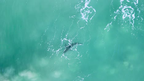 Great-white-shark-swims-behind-tendrils-of-white-wash-and-sand-picked-up-from-crashing-waves-near-shore