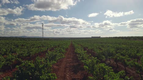 Aerial-view-of-field-of-olive-trees-trucking-right