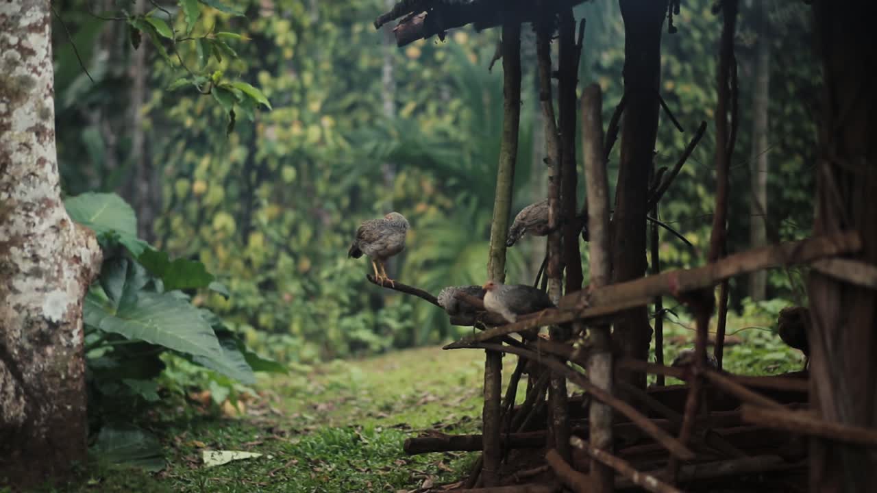 시골에 있는 목조 주택에 앉아 있는 회색 닭 무리