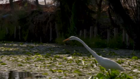 Garzas-En-El-Canal-De-Xochimilco-En-La-Ciudad-De-México