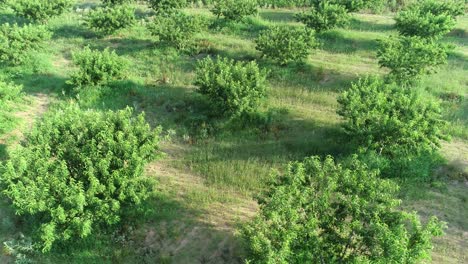 aerial flight over a peach orchard in the hill country part of texas