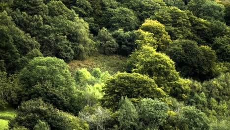 lush green trees begin to get their autumn colour in a dense wild woodland in the uk