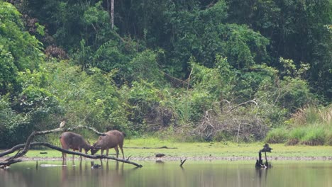 Sambarhirsch,-Rusa-Unicolor,-Thailand