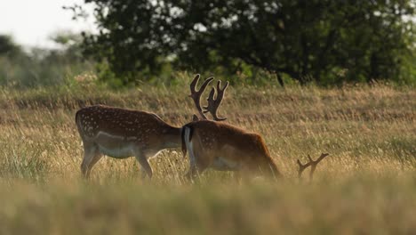 male deers with antlers grazing in dry grass field during hot drought season in summer - static wide shot