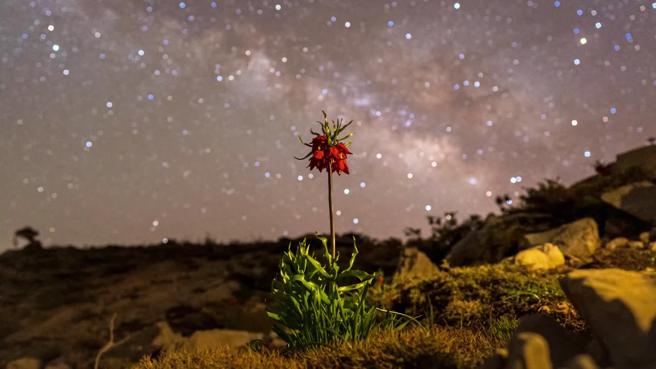 프리틸라리아 이란 토종 꽃 밤하늘 은하수 은하수 사진 저속 별 자그로스 유목민 천막 프리틸라리아 임페리얼리스 봄 여름 꽃 피는 식물 오렌지 꽃 고원
