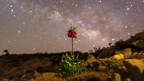 Fritillaria-Iran-native-flower-at-night-sky-milky-way-galaxy-photography-timelapse-of-stars-in-Zagros-nomad-people-tents-Fritillaria-Imperialis-a-spring-summer-flowering-plant-Orange-flowers-highlands