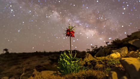 Fritillaria-Iran-Einheimische-Blume-Am-Nachthimmel-Milchstraße-Galaxie-Fotografie-Zeitraffer-Von-Sternen-In-Zagros-Nomadenvolk-Zelte-Fritillaria-Imperialis-Eine-Frühlings-Sommer-Blütenpflanze-Orangenblüten-Hochland