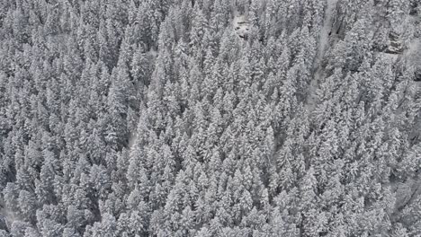 dense treetops covered with snow on forested mountain during winter