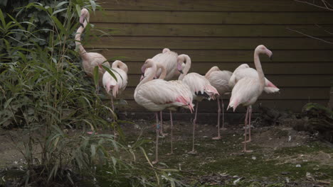 group of greater flamingo  standing around in zoo