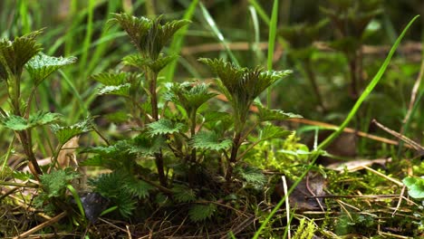 clump of young stinging nettles, weed commonly used in herbal medicine