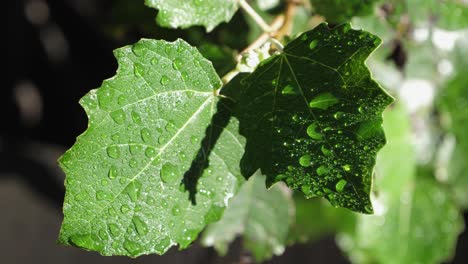 close up static shot of rain water drops on sunny green poplar leaves