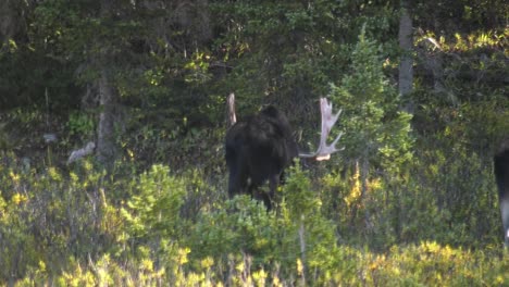 large bull moose shedding velvet from his antlers