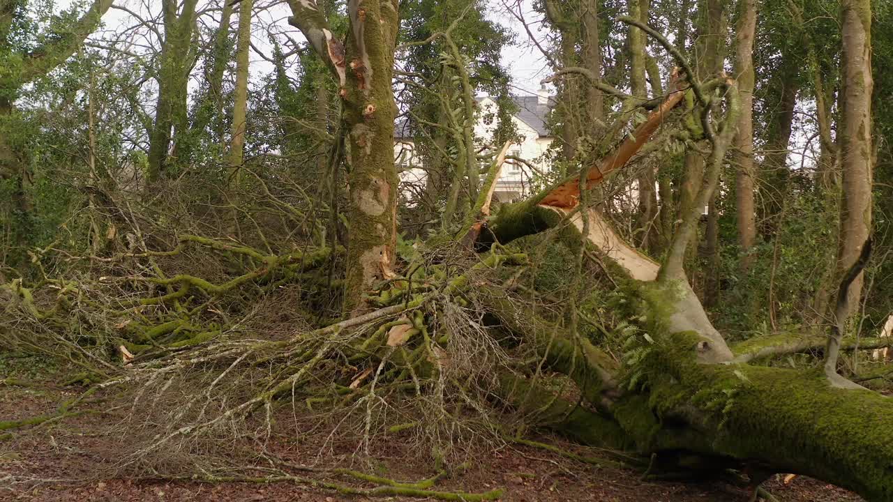 Uprooted tree lying across a forest clearing after a severe storm, smooth pullback reveals tragic calamity