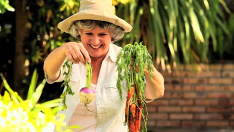 mujer madura recogiendo verduras de raíz en el jardín