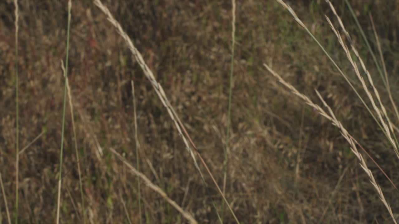 dry desert rocky grassland landscape. grass blowing in the breeze