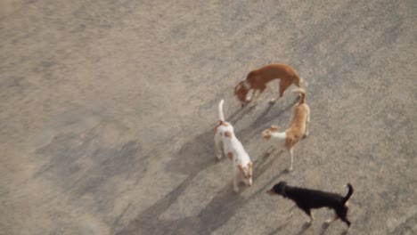 stray dogs wandering the streets