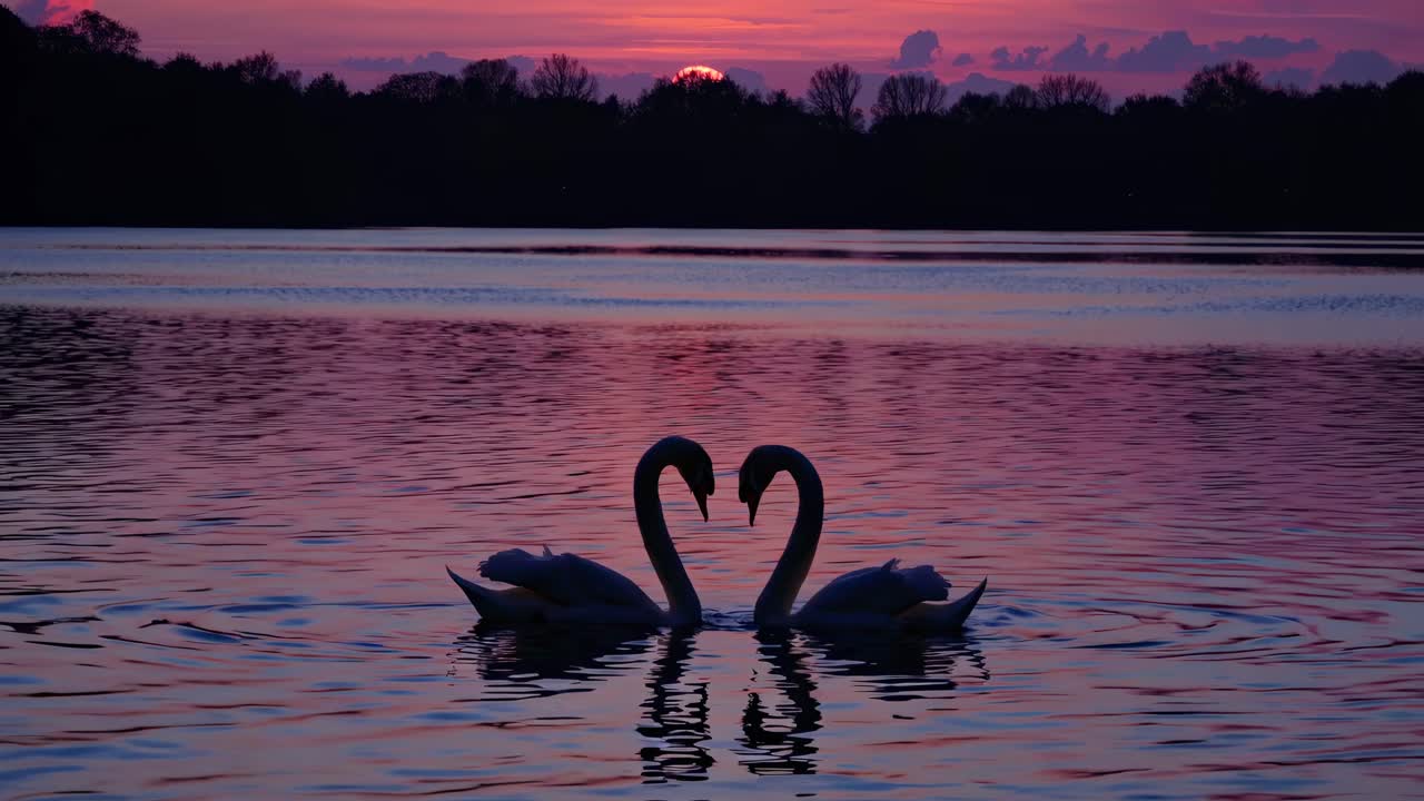 A serene video capturing two swans forming a heart shape against a vibrant sunset