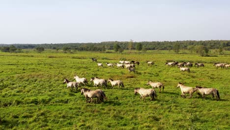 A-breathtaking-scene-unfolds-as-a-colossal-herd-of-horses-charges-near-the-riverside,-harmonizing-with-the-beauty-of-the-meadow