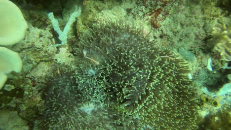 You&#039;ll find us somewhere close to the anemone