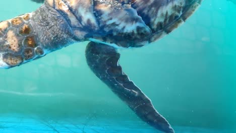 Babyschildkröten-In-Einem-Zuchtteich