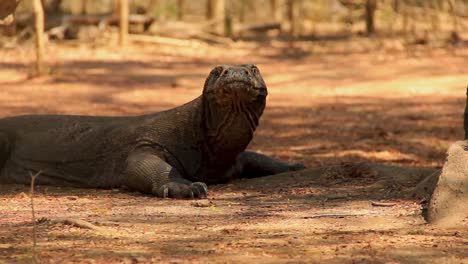 Großer-Komodowaran-Kühlt-Sich-Im-Schatten-Ab,-Der-Vor-Der-Sonne-Verborgen-Ist-–-Mittlere-Kamerafahrt