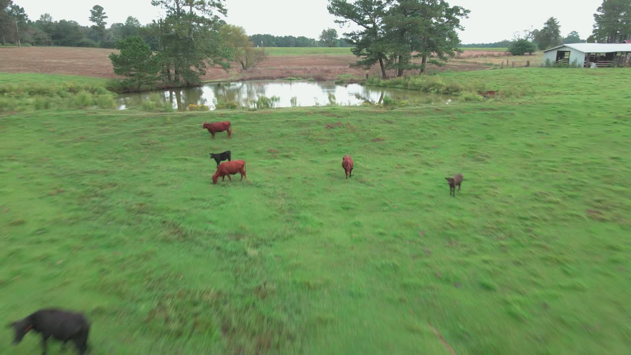 Sorvolando una mandria di mucche al pascolo.