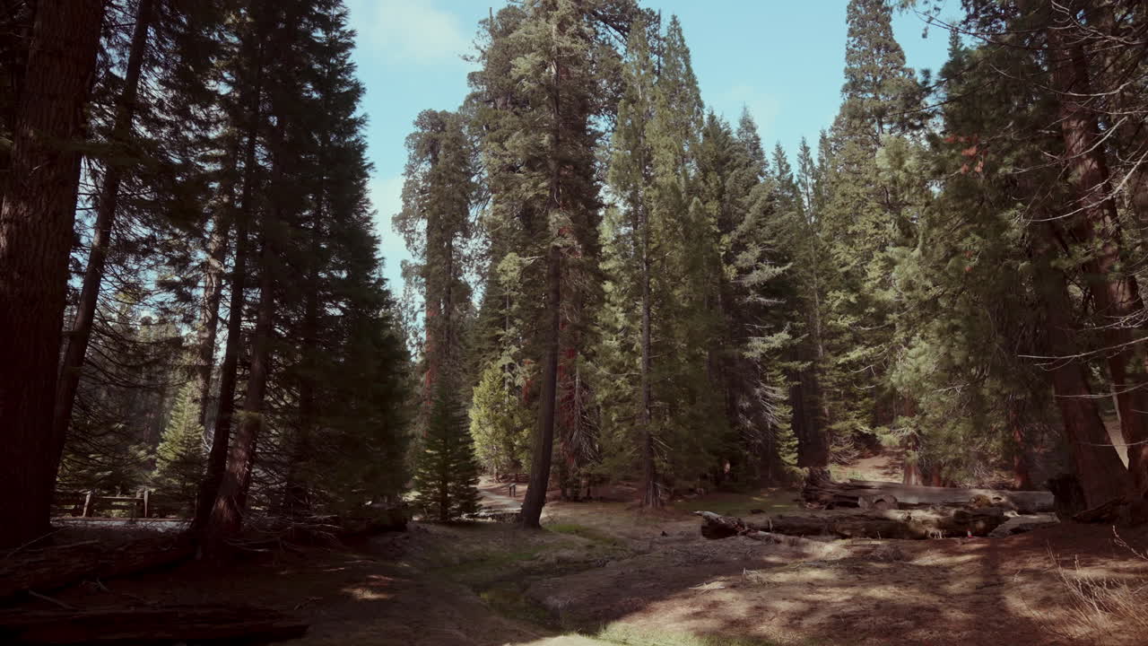 Paesaggio di foresta di sequoie giganti